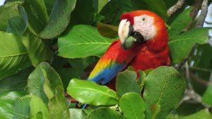 macaw-costa-rica