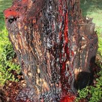 The Bleeding Tree Good Friday noon in barbados