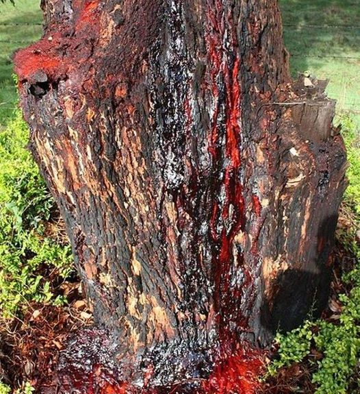 The Bleeding Tree Good Friday noon in barbados