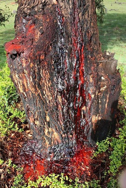 The Bleeding Tree Good Friday noon in barbados
